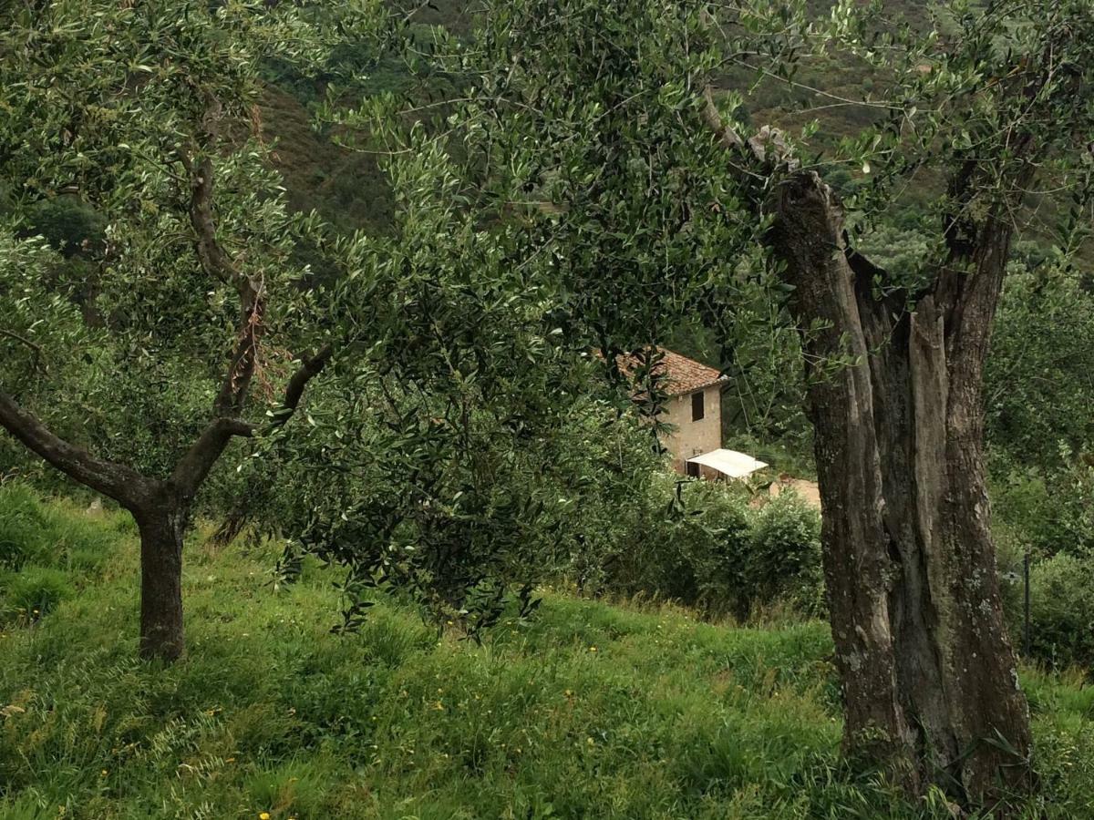 Agriturismo Campo Dei Lupi Vicopisano Exterior foto